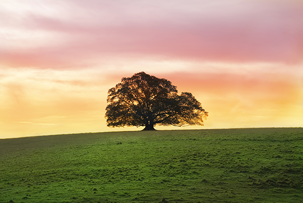 bigstock-Single-Fig-Tree-Alone-In-A-Fie-1965281